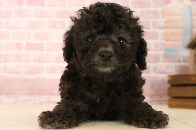 福岡県のトイプードル(トイ) (Coo&RIKU福岡東店/2025年4月8日生まれ/女の子/シルバー)の子犬