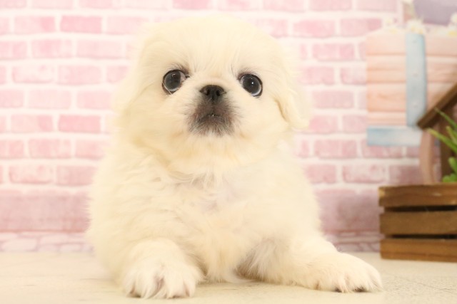 福岡県のペキニーズ (Coo&RIKUフォレストシティ春日店/2025年4月6日生まれ/男の子/ホワイト)の子犬