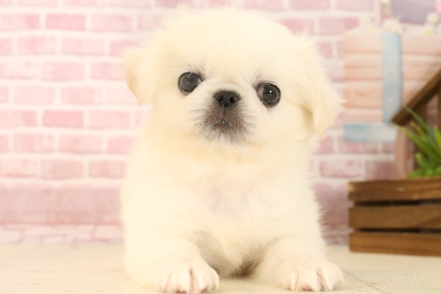 福岡県のペキニーズ (Coo&RIKU福岡古賀店/2025年4月6日生まれ/女の子/ホワイト)の子犬