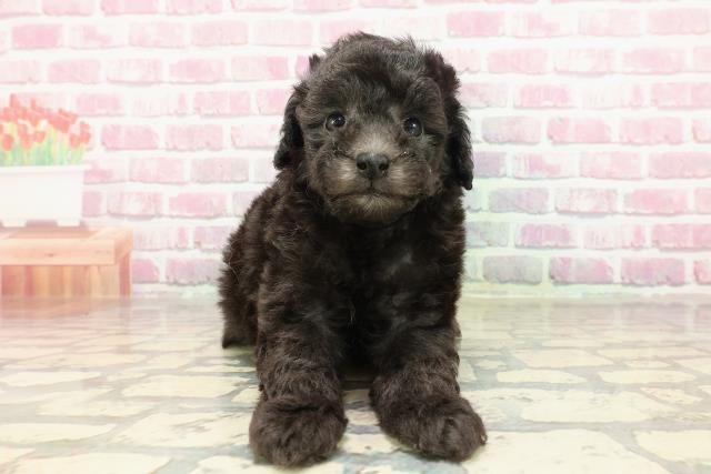 静岡県のトイプードル(トイ) (Coo&RIKU浜松店/2025年4月9日生まれ/男の子/シルバー)の子犬