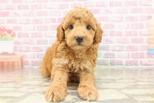 東京都のトイプードル(トイ) (Coo&RIKU練馬店/2025年4月8日生まれ/女の子/アプリコット)の子犬