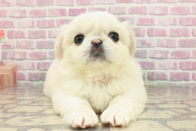 静岡県のペキニーズ (Coo&RIKU掛川店/2025年4月9日生まれ/女の子/ホワイト)の子犬