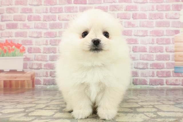 静岡県のポメラニアン (Coo&RIKU沼津店/2025年4月7日生まれ/男の子/クリーム)の子犬