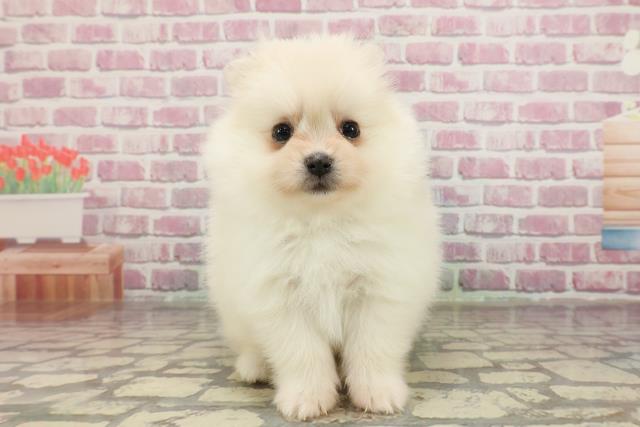 東京都のポメラニアン (Coo&RIKU中野サンモール店/2025年4月7日生まれ/男の子/クリーム)の子犬