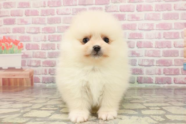 東京都のポメラニアン (Coo&RIKU武蔵小山店/2025年4月7日生まれ/男の子/クリーム)の子犬