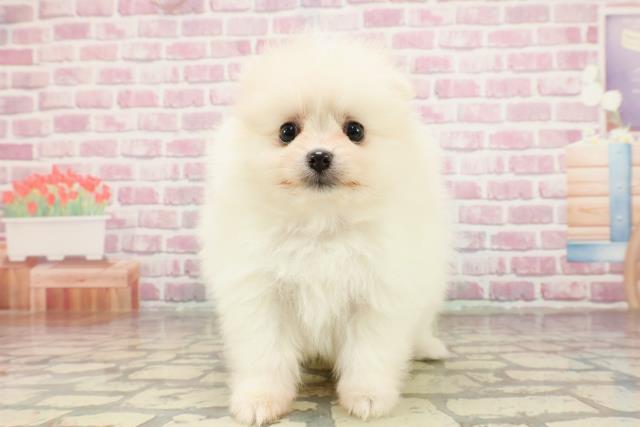 神奈川県のポメラニアン (Coo&RIKU横浜青葉店/2025年4月7日生まれ/女の子/クリーム)の子犬