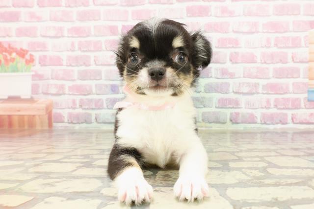静岡県のチワワ(ロング) (Coo&RIKU浜松店/2025年4月4日生まれ/女の子/ブラックタンホワイト)の子犬