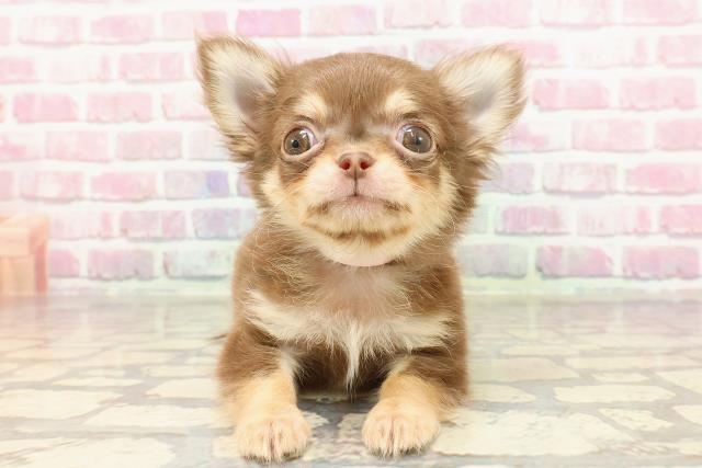 東京都のチワワ(ロング) (Coo&RIKU大久保店/2025年3月30日生まれ/女の子/チョコレートタン)の子犬