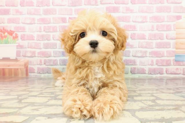 埼玉県のハーフ犬・ミックス犬 (Coo&RIKUアニマルケアセンター大宮/2025年4月2日生まれ/女の子/アプリコット)の子犬