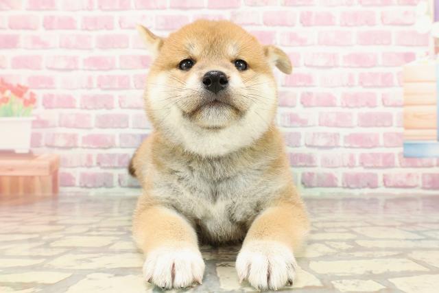神奈川県の柴犬(標準サイズ) (Coo&RIKU横浜青葉店/2025年4月9日生まれ/女の子/赤)の子犬