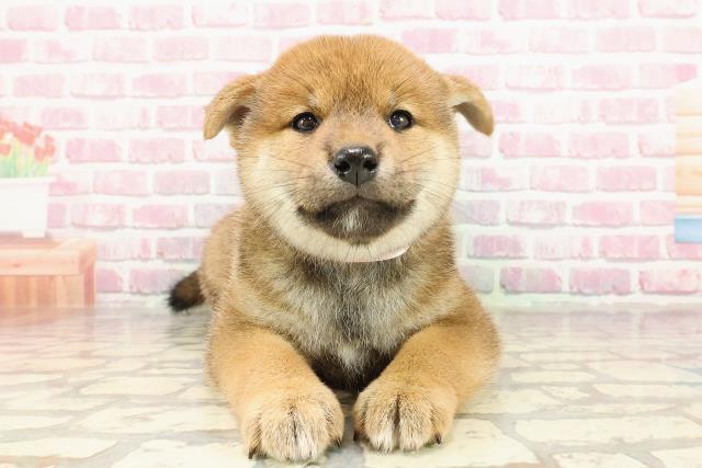 静岡県の柴犬(標準サイズ) (Coo&RIKU静岡SBS通り店/2025年4月9日生まれ/女の子/赤)の子犬