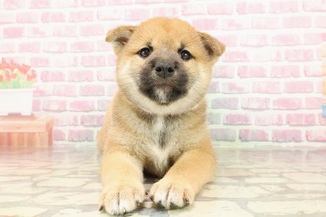 埼玉県の柴犬(標準サイズ) (Coo&RIKU桶川店/2025年4月9日生まれ/女の子/赤)の子犬