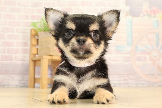 愛知県のチワワ(ロング) (Coo&RIKU春日井店/2025年4月6日生まれ/女の子/ブラックタン)の子犬