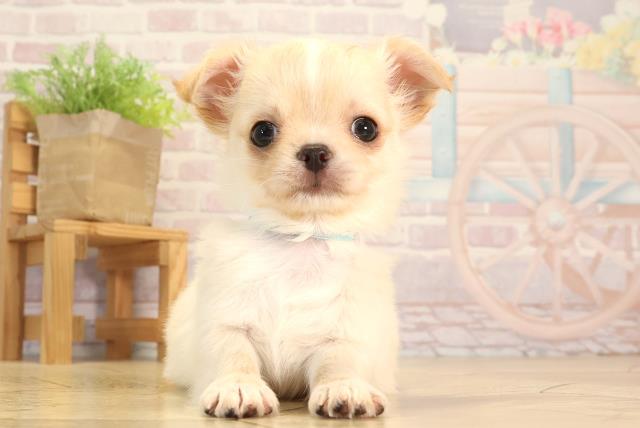 愛知県のチワワ(ロング) (Coo&RIKU春日井店/2025年4月8日生まれ/男の子/クリームホワイト)の子犬