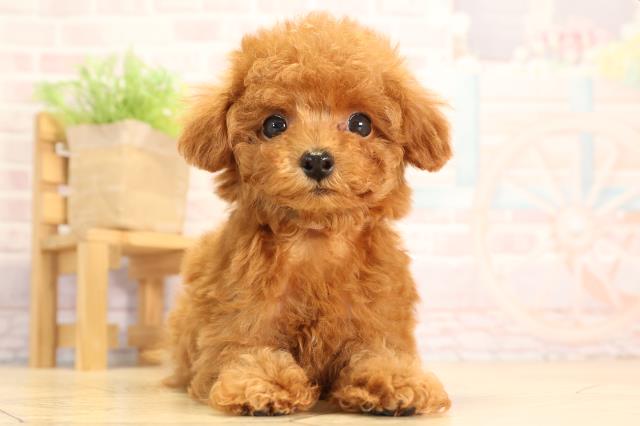 岐阜県のトイプードル(トイ) (Coo&RIKU岐南店/2025年4月7日生まれ/女の子/レッドフォーン)の子犬