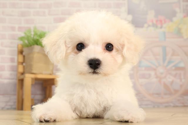 岐阜県のビションフリーゼ (Coo&RIKU岐南店/2025年4月8日生まれ/男の子/ホワイト)の子犬