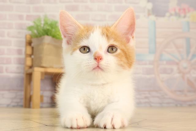 岐阜県のミヌエット (Coo&RIKU岐南店/2025年4月8日生まれ/女の子/レッドタビーホワイト)の子猫