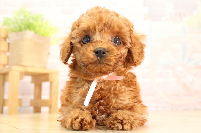 愛知県のトイプードル(トイ) (Coo&RIKU春日井店/2025年4月9日生まれ/女の子/レッド)の子犬