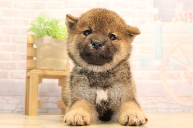 愛知県の柴犬(標準サイズ) (Coo&RIKU東海一宮店/2025年4月7日生まれ/男の子/赤)の子犬