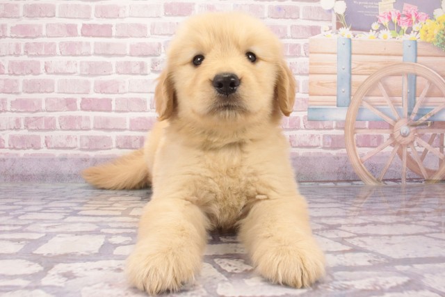 兵庫県のゴールデンレトリバー (Coo&RIKU丹波店/2025年4月10日生まれ/男の子/ゴールデン)の子犬
