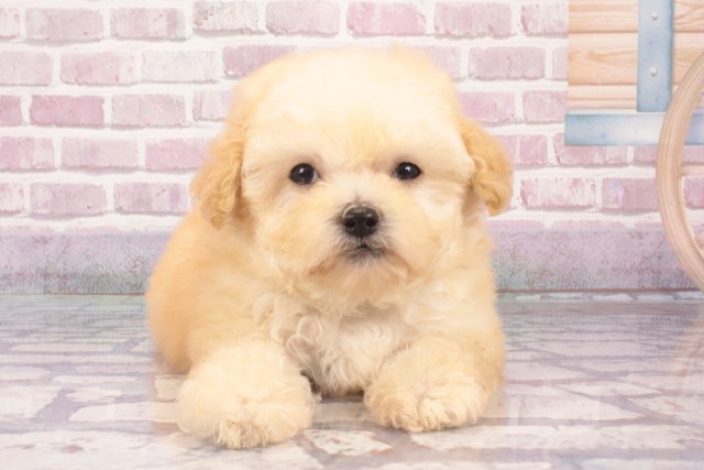 京都府のトイプードル(トイ) (Coo&RIKU京都店/2025年4月9日生まれ/男の子/ペールフォーン)の子犬