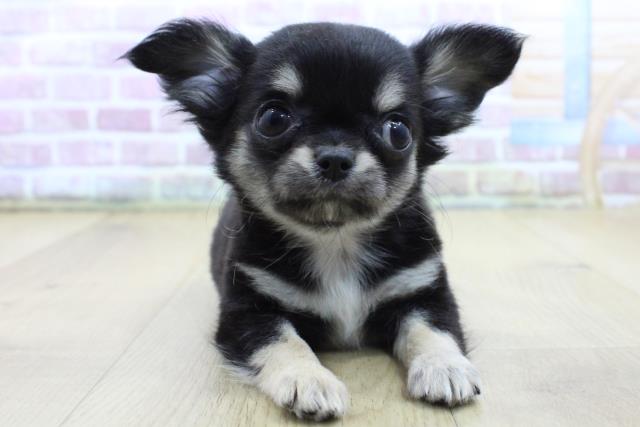 青森県のチワワ(ロング) (Coo&RIKU八戸店/2025年4月7日生まれ/女の子/ブラックタンホワイト)の子犬