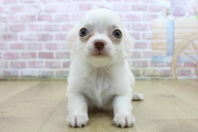 青森県のチワワ(ロング) (Coo&RIKU弘前店/2025年4月7日生まれ/女の子/ホワイト)の子犬