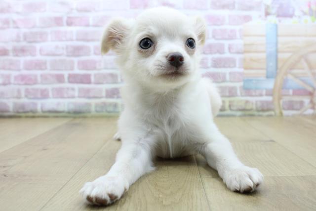 茨城県のチワワ(ロング) (Coo&RIKU日立店/2025年4月7日生まれ/女の子/ホワイト)の子犬