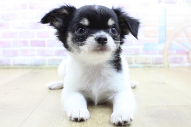 栃木県のチワワ(ロング) (Coo&RIKU足利店/2025年4月7日生まれ/女の子/ホワイトブラックタン)の子犬