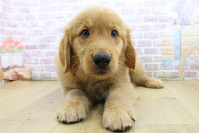 福島県のゴールデンレトリバー (Coo&RIKU福島店/2025年4月8日生まれ/男の子/ゴールド)の子犬