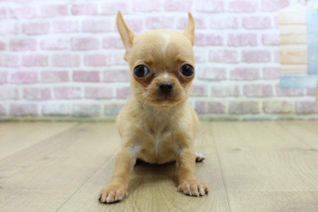 山形県のチワワ(スムース) (Coo&RIKU山形店/2025年4月9日生まれ/女の子/クリームホワイト)の子犬