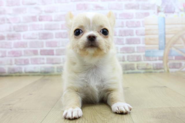 茨城県のチワワ(ロング) (Coo&RIKU日立店/2025年4月9日生まれ/女の子/クリームホワイト)の子犬