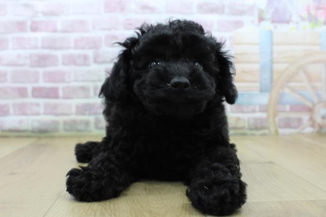 東京都のトイプードル(トイ) (Coo&RIKU江戸川店/2025年4月10日生まれ/男の子/ブラック)の子犬