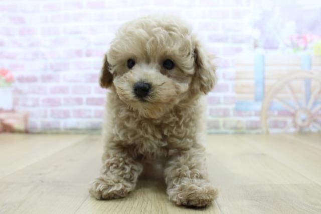 岩手県のトイプードル(トイ) (Coo&RIKU一関店/2025年4月11日生まれ/女の子/アプリコット)の子犬