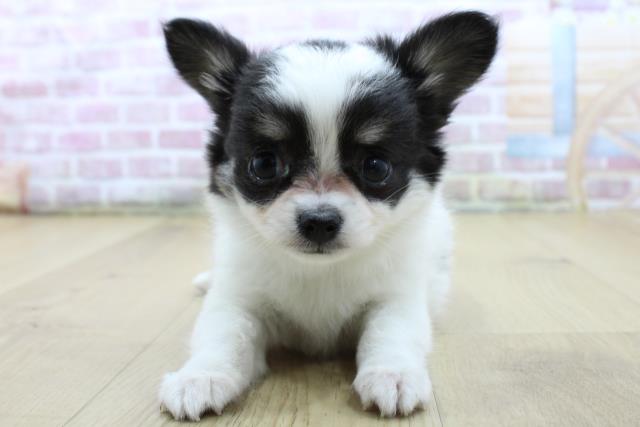 栃木県のチワワ(ロング) (Coo&RIKU小山店/2025年4月12日生まれ/女の子/ホワイトブラックタン)の子犬
