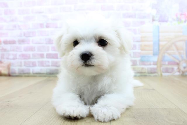 福島県のマルチーズ (Coo&RIKU郡山店/2025年4月13日生まれ/男の子/ホワイト)の子犬