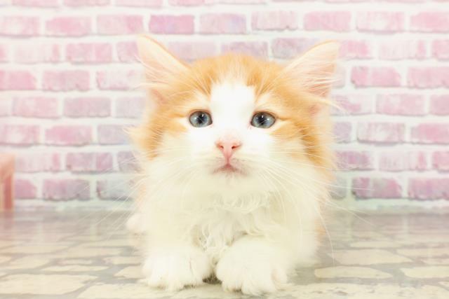 ノルウェージャン・フォレストキャット