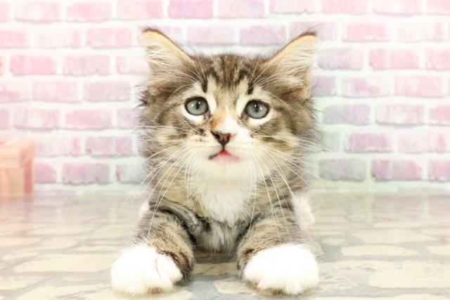 ノルウェージャン・フォレストキャット