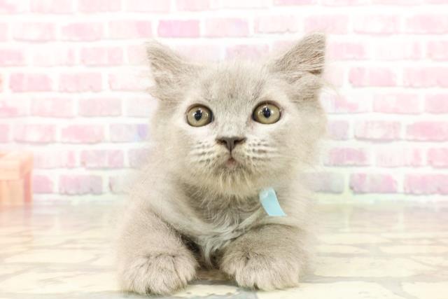 ブリティッシュロングヘアー