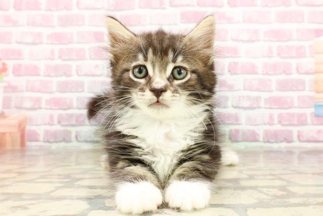 ノルウェージャン・フォレストキャット