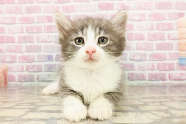 ノルウェージャン・フォレストキャット