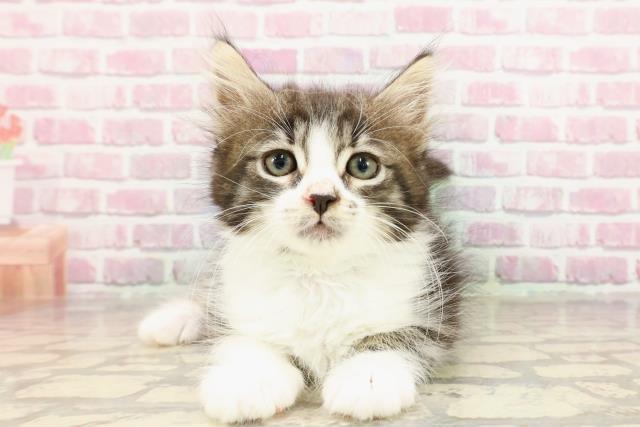 ノルウェージャン・フォレストキャット