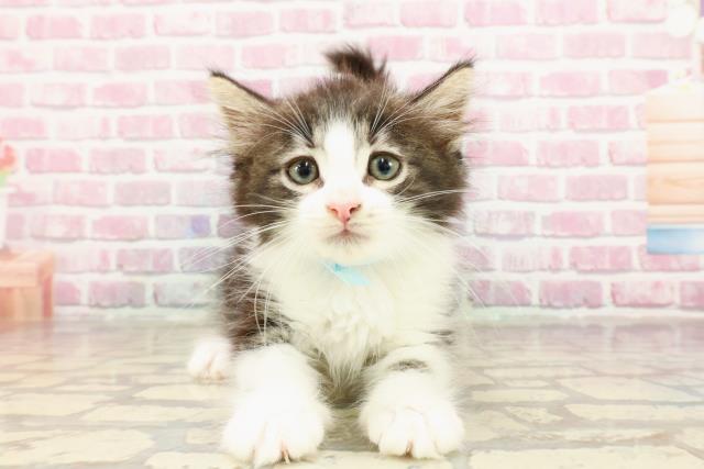 ノルウェージャン・フォレストキャット