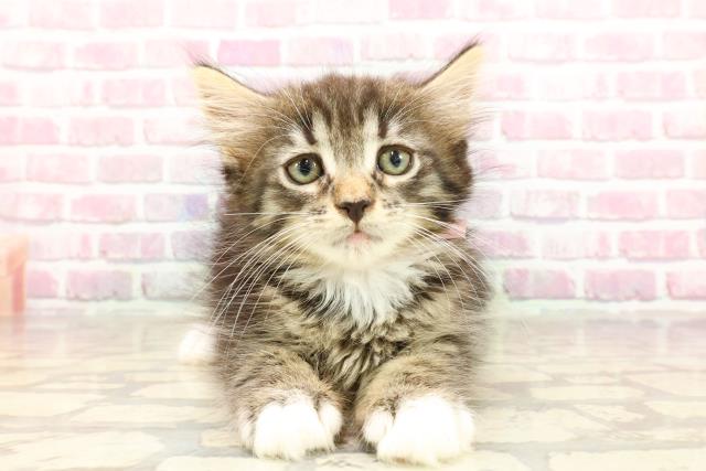 ノルウェージャン・フォレストキャット
