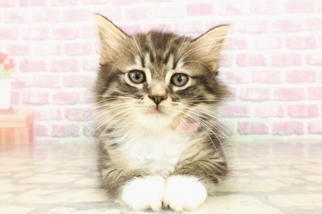 ノルウェージャン・フォレストキャット