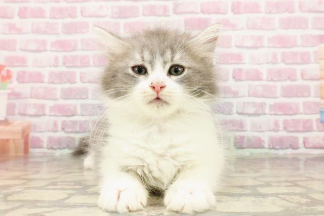 ノルウェージャン・フォレストキャット