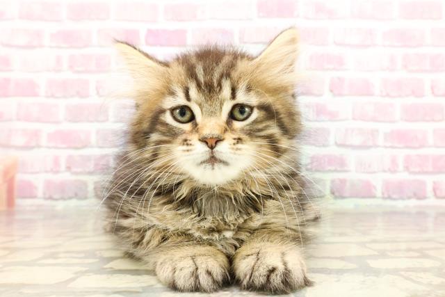 ノルウェージャン・フォレストキャット