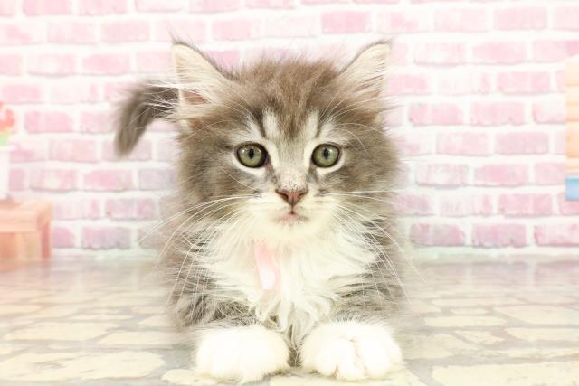 ノルウェージャン・フォレストキャット