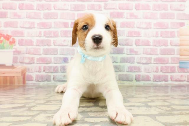 秋田県のジャックラッセルテリア (Coo&RIKU秋田店/2025年4月6日生まれ/男の子/ホワイトタン)の子犬