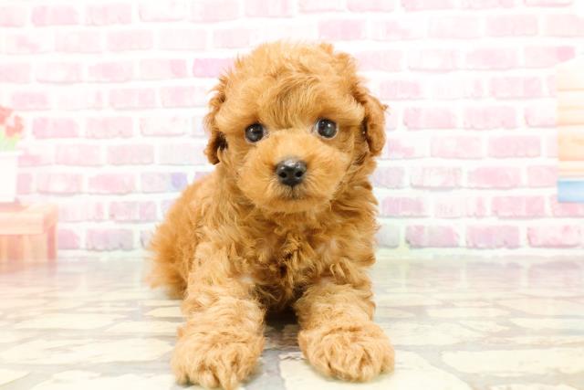東京都のトイプードル(トイ) (Coo&RIKU浅草店/2025年4月13日生まれ/女の子/レッド)の子犬